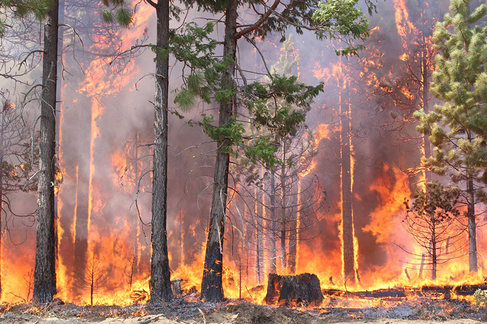 Plan de Autoprotección para la lucha contra los incendios forestales